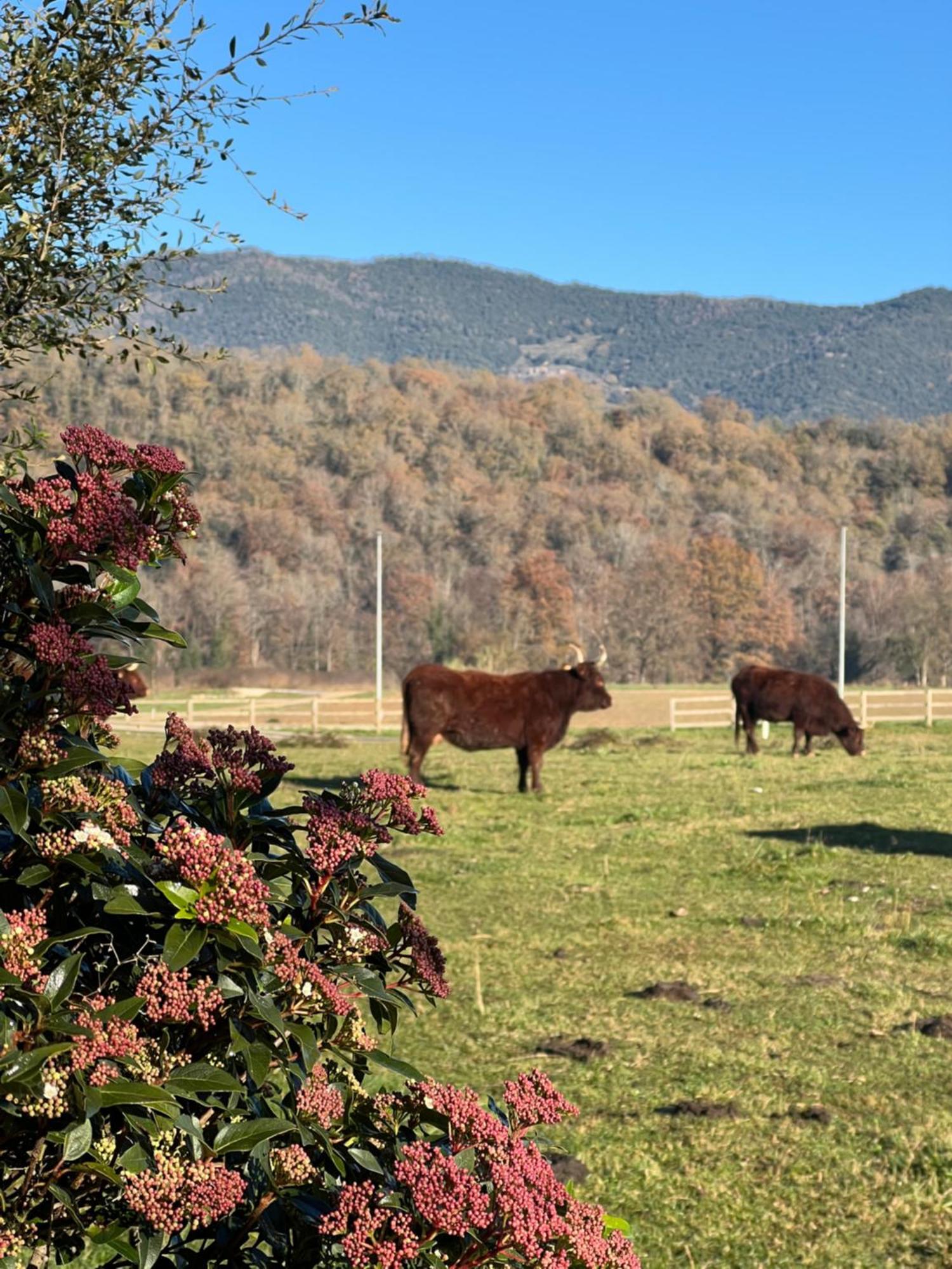 Masia Quelet * La Vall de Bianya